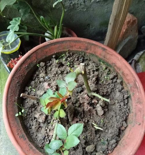 盆栽大支玫瑰花的正确养护步骤？