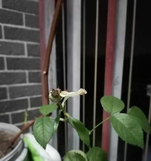 盆栽大支玫瑰花的正确养护步骤？