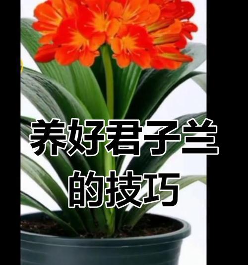 君子兰换盆的最佳时机和方法是什么？
