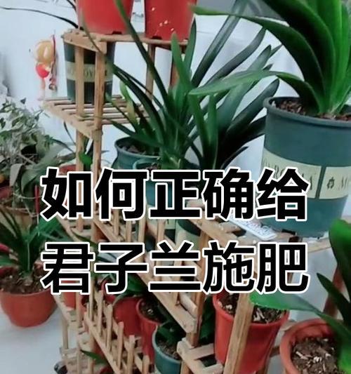 君子兰施肥的频率和技巧有哪些？