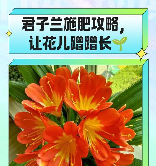 君子兰施肥的频率和技巧有哪些？
