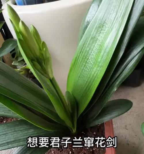 君子兰施肥的频率和技巧有哪些？