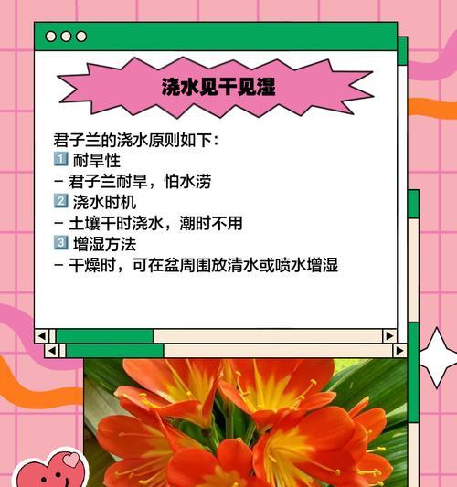 君子兰姊妹花的养护管理要点是什么？