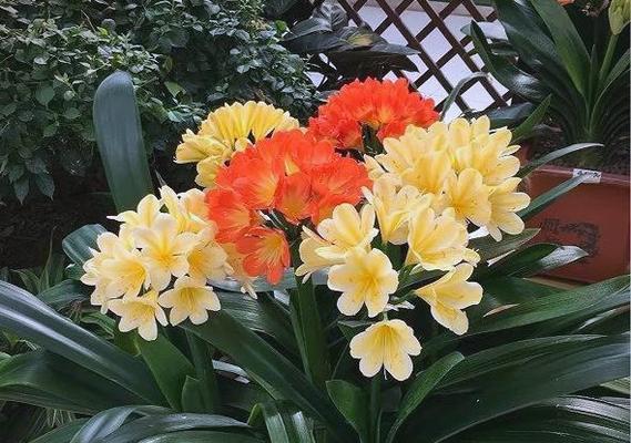 君子兰姊妹花的养护管理要点是什么？