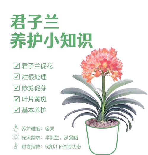 君子兰姊妹花的养护管理要点是什么？
