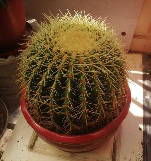 如何选择适合的仙人球盆栽品种？