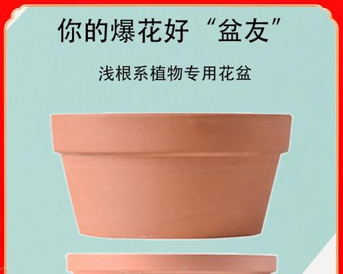 如何自制肥料水用于仙人球花盆？