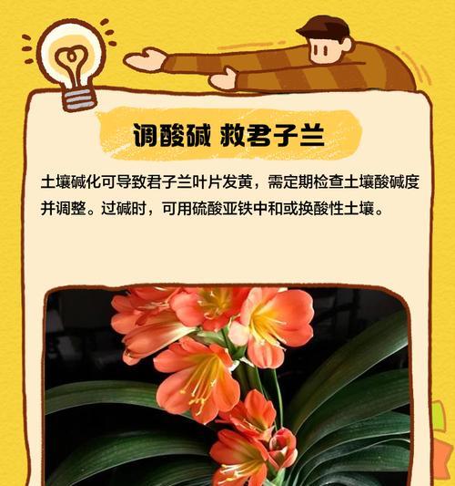 君子兰根系良好但叶子发黄的原因是什么？