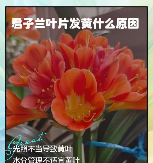 君子兰根系良好但叶子发黄的原因是什么？