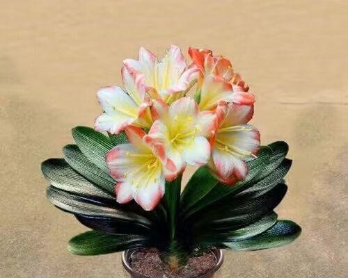 君子兰开花时叶子发黄的原因及解决办法？