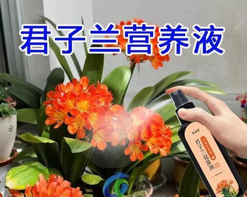 君子兰开花时叶子发黄的原因及解决办法？