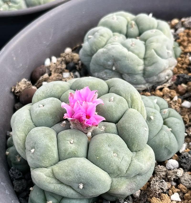如何识别仙人球是否长出花苞？