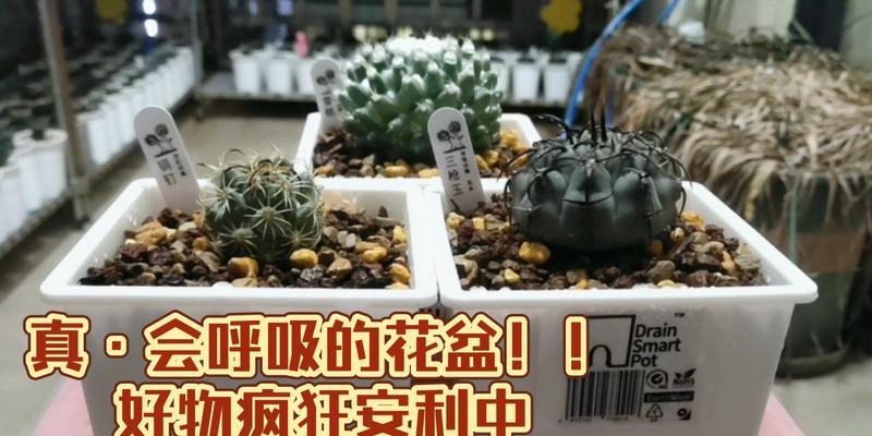 用一次性碗制作仙人球花盆的步骤和技巧？