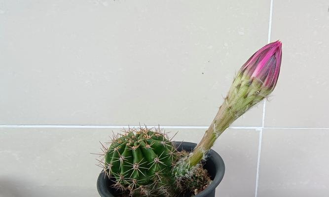 仙人球花苞掉落原因是什么？如何防止这种情况？