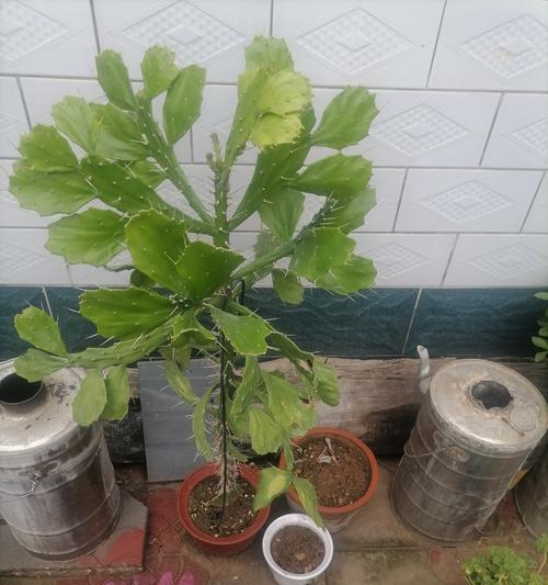 如何让仙人掌树既美观又好养？有哪些养护技巧？