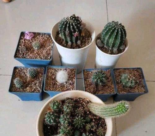 仙人球分盆对开花有什么影响？分盆的正确时机是什么时候？