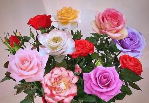 玫瑰花叶子发黄怎么办？如何正确养护玫瑰花？