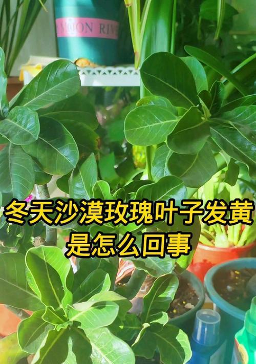 玫瑰花叶子发黄怎么办？如何正确养护玫瑰花？
