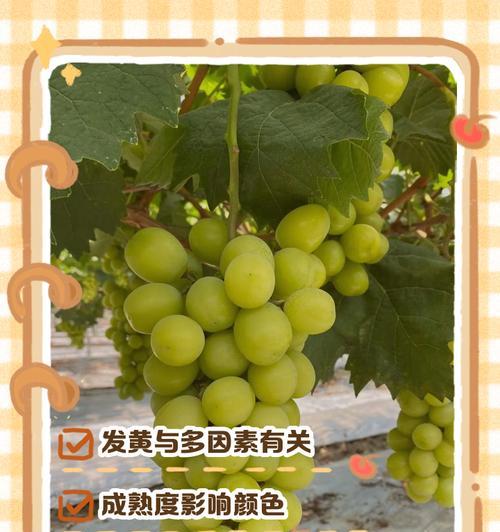 玫瑰花叶子发黄怎么办？如何正确养护玫瑰花？