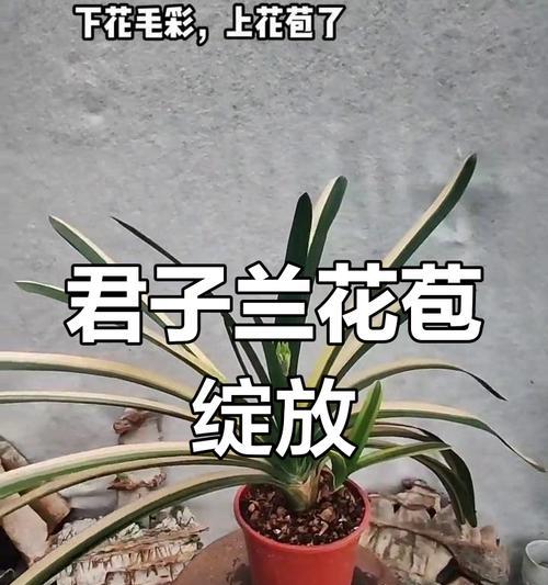君子兰毛彩与毛串彩的区别是什么？如何区分？