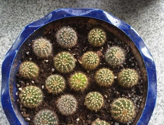 仙人球花苞不生长的原因是什么？如何促进花苞发育？