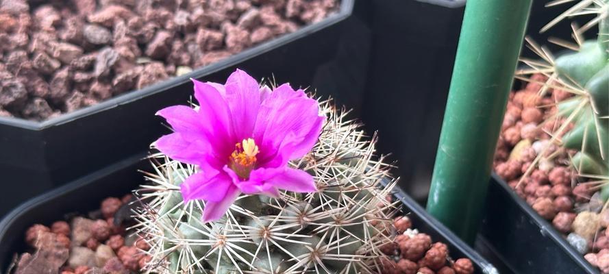 仙人球开花好看吗？如何养护才能开花？