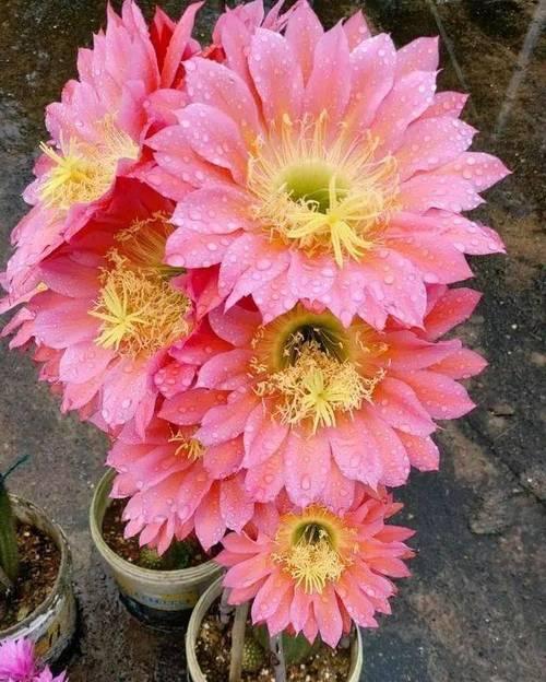 仙人球开花好看吗？如何养护才能开花？