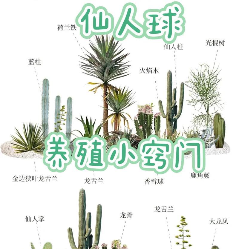 仙人掌开花后如何处理？有哪些后续养护要点？