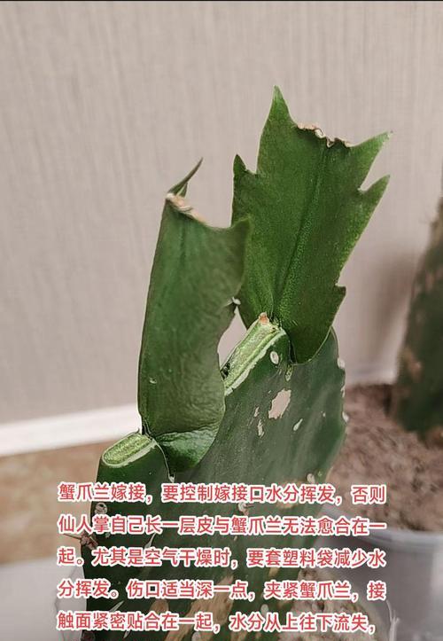 仙人掌开花后如何处理？有哪些后续养护要点？