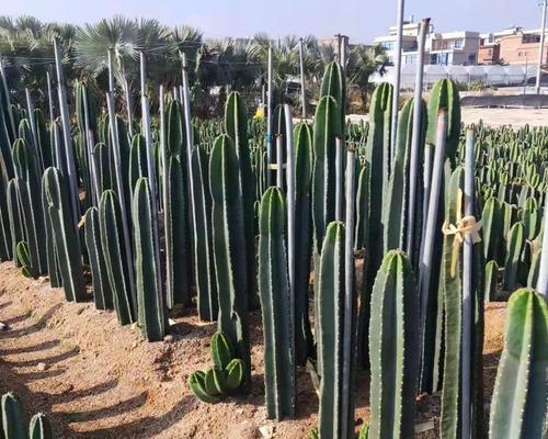 石植仙人球盆景养护技巧是什么？管理过程中应注意什么？