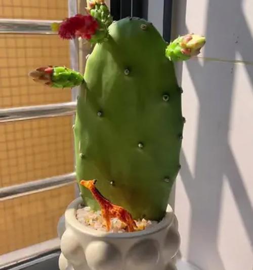 石植仙人球盆景养护技巧是什么？管理过程中应注意什么？