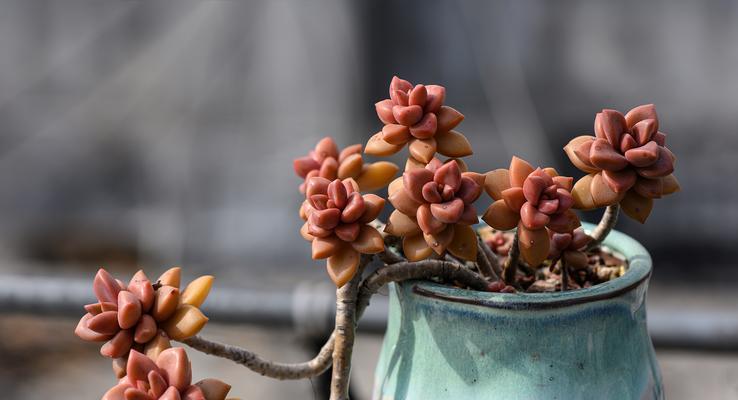 北方冬季仙人球如何浇水？浇水频率和量是多少？
