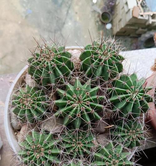 仙人球出现黑点的处理方法是什么？