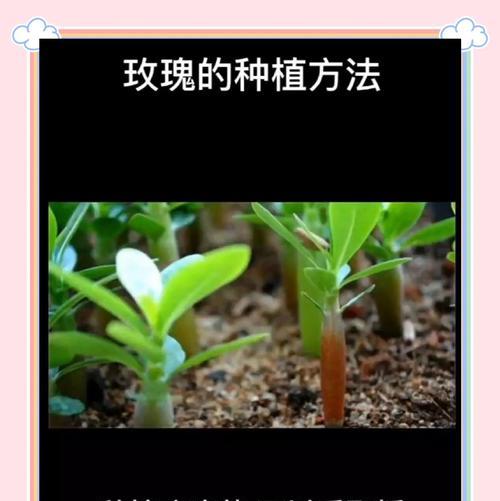 玫瑰花的管理技巧以保持美观？
