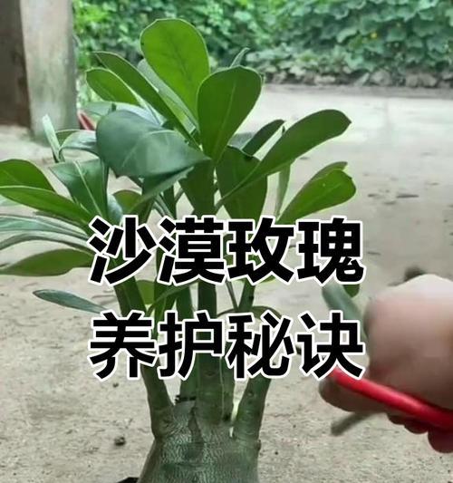 玫瑰花的管理技巧以保持美观？