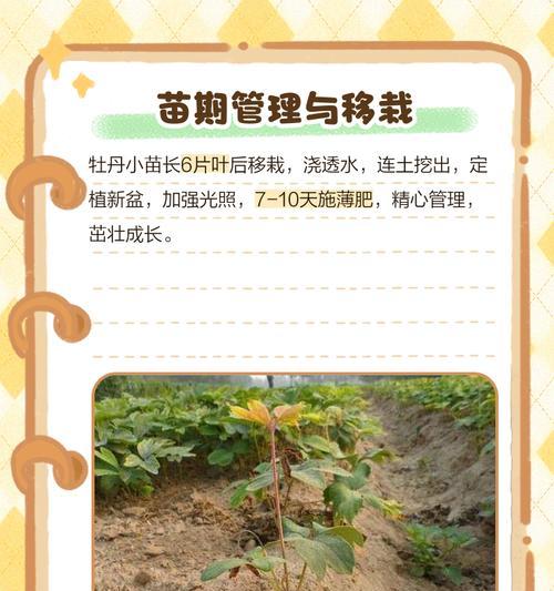 牡丹花侧芽过多的处理方法是什么？