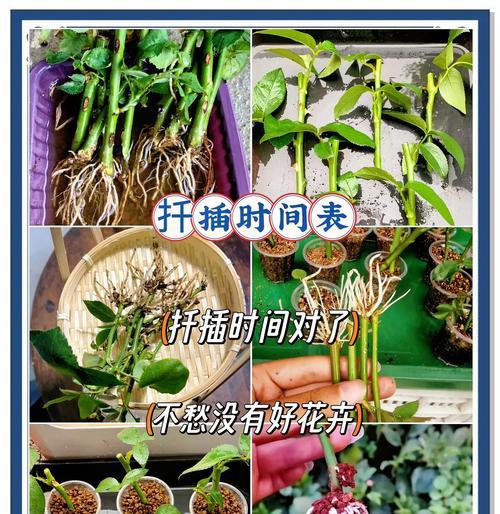提高仙人掌双片扦插成活率的方法是什么？