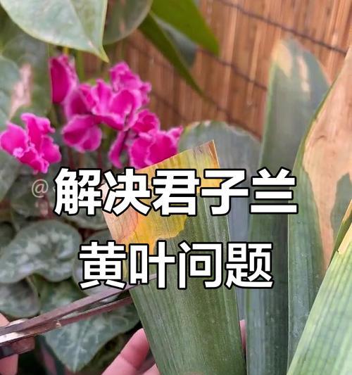 君子兰尾部叶子变黄的解决方法是什么？