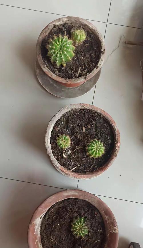 自己培养的仙人球移栽步骤是什么？