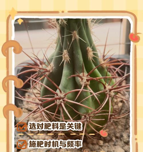 自己培养的仙人球移栽步骤是什么？