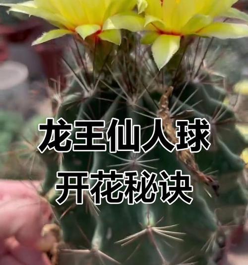 仙人球正确的浇水方法是什么？