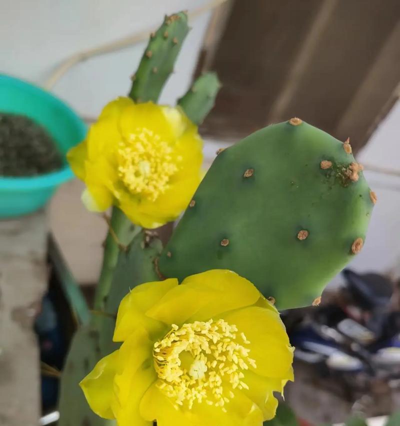 钓鱼大窝仙人掌开花的养殖技巧是什么？