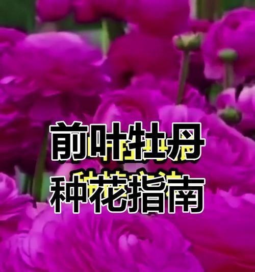 云南适合养牡丹花吗？养殖方法是什么？