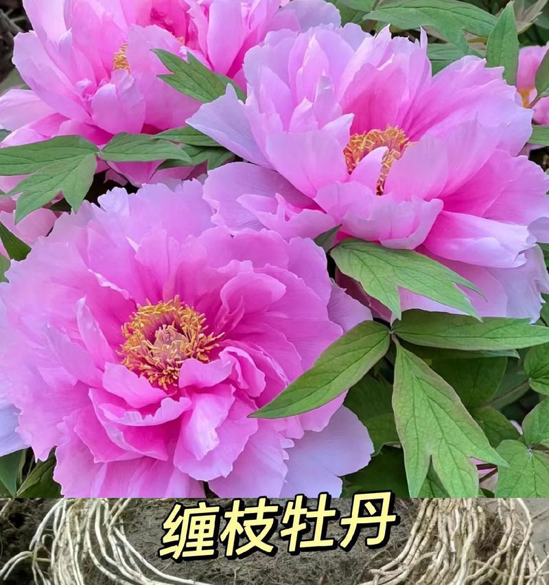云南适合养牡丹花吗？养殖方法是什么？