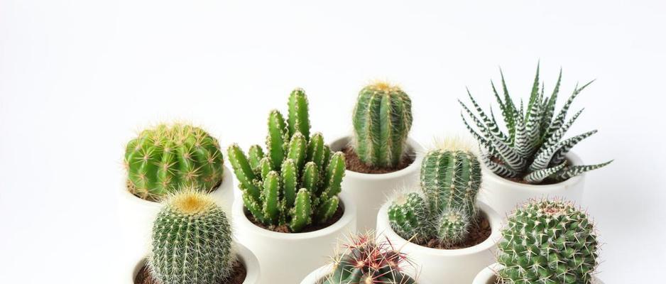 玻璃罩子仙人掌种植方法是什么？