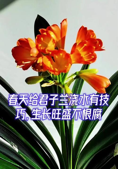 君子兰浇水阶段有哪些注意事项？