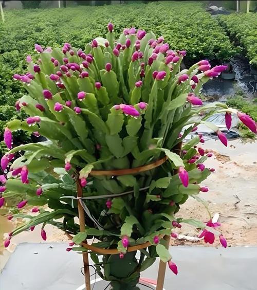 仙人掌百年草养护方法是什么？