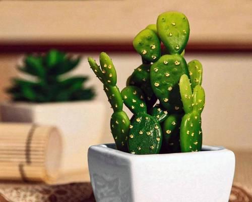 仙人掌百年草养护方法是什么？