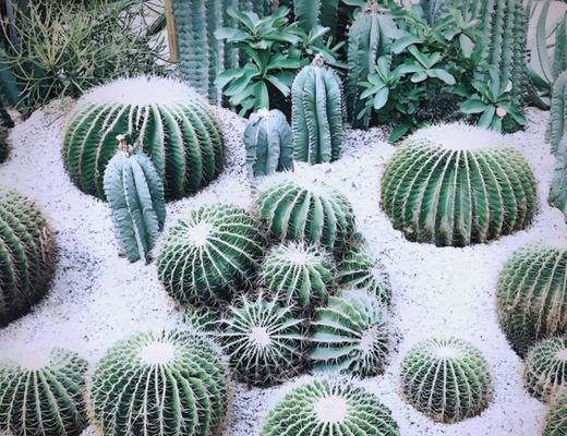 仙人球泡水后种植步骤是什么？