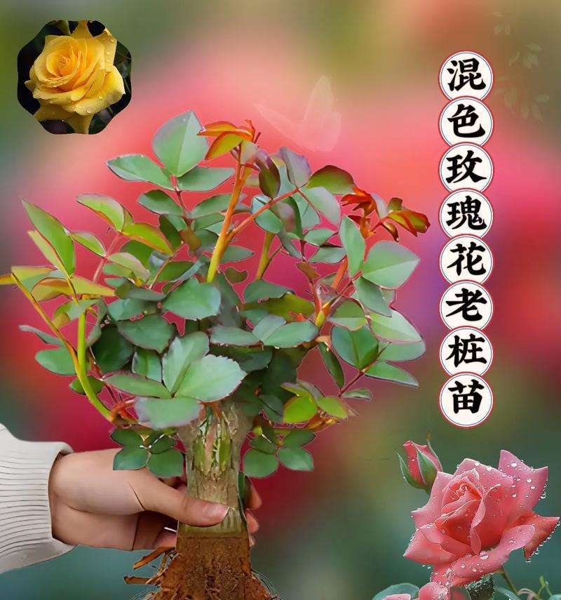 红玫瑰花苗的种植方法是什么？